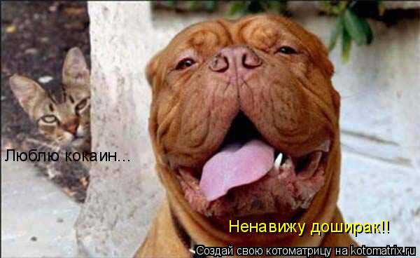 Ненавижу доширак!! Люблю кокаин...... Котоматрица: Ненавижу доширак!! Люблю кокаин...