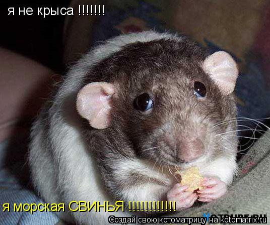 я не крыса !!!!!!! я морская СВИНЬЯ !!!!!!!!!!!!... Котоматрица: я не крыса !!!!!!! я морская СВИНЬЯ !!!!!!!!!!!!