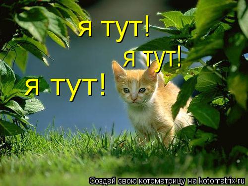 я тут! я тут! я тут! я тут!... Котоматрица: я тут! я тут! я тут! я тут!