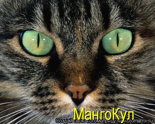 Котоматрица: МангоКул МангоКул