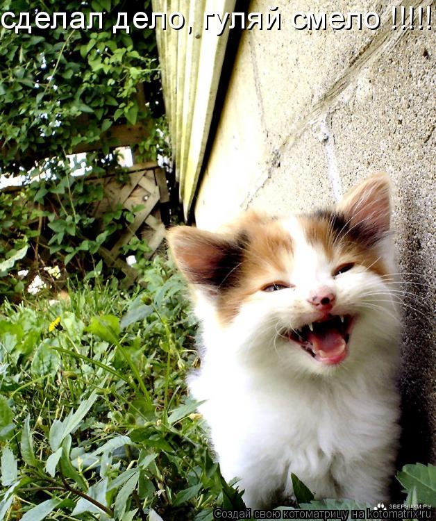сделал дело, гуляй смело !!!!!!... Котоматрица: сделал дело, гуляй смело !!!!!!