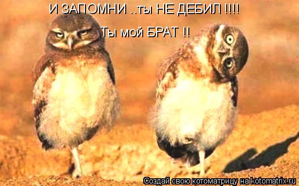 И ЗАПОМНИ ..ты НЕ ДЕБИЛ !!!! Ты мой БРАТ !!... Котоматрица: И ЗАПОМНИ ..ты НЕ ДЕБИЛ !!!! Ты мой БРАТ !!