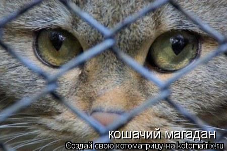 кошачий магадан... Котоматрица: кошачий магадан