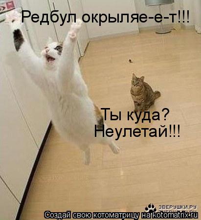 Редбул окрыляе-е-т!!! Неулетай!!! Ты куда?... Котоматрица: Редбул окрыляе-е-т!!! Неулетай!!! Ты куда?