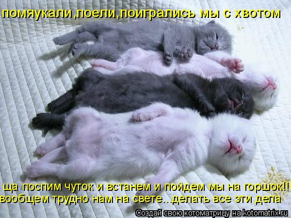 помяукали,поели,поигрались мы с хвотом ща поспим чуток и встанем и пойдем мы на горшок!!! вообщем тру... Котоматрица: помяукали,поели,поигрались мы с хвотом ща поспим чуток и встанем и пойдем мы на горшок!!! вообщем трудно нам на свете...делать все эти дела