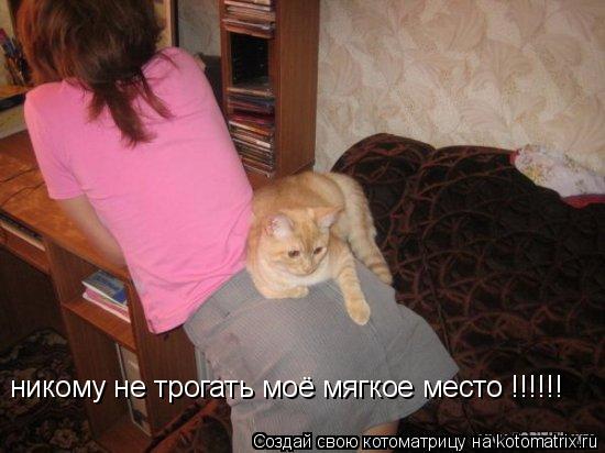 никому не трогать моё мягкое место !!!!!!... Котоматрица: никому не трогать моё мягкое место !!!!!!