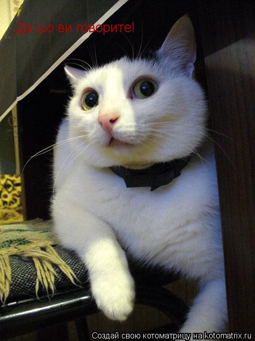 Да шо ви говорите!... Котоматрица: Да шо ви говорите!