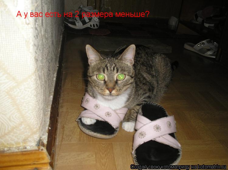 А у вас есть на 2 размера меньше?... Котоматрица: А у вас есть на 2 размера меньше?