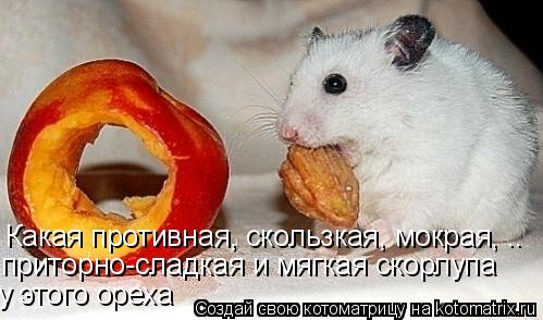Какая противная, скользкая, мокрая, .. приторно-сладкая и мягкая скорлупа у этого ореха... Котоматрица: Какая противная, скользкая, мокрая, .. приторно-сладкая и мягкая скорлупа у этого ореха