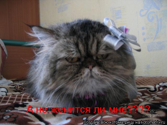 А не женится ли мне????... Котоматрица: А не женится ли мне????