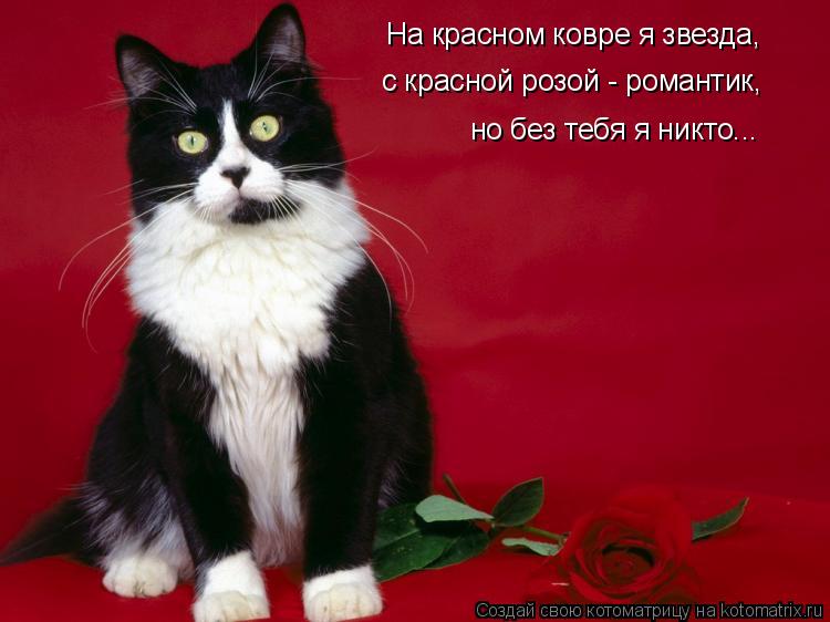На красном ковре я звезда, с красной розой - романтик, но без тебя я никто...... Котоматрица: На красном ковре я звезда, с красной розой - романтик, но без тебя я никто...