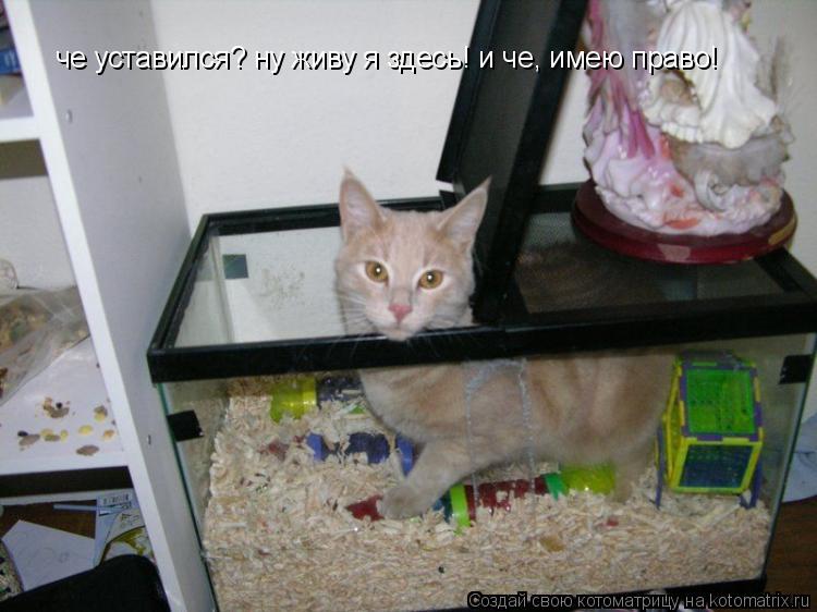 че уставился? ну живу я здесь! и че, имею право!... Котоматрица: че уставился? ну живу я здесь! и че, имею право!