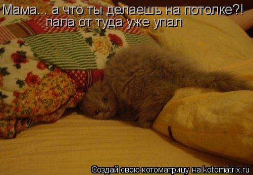 Мама... а что ты делаешь на потолке?! папа от туда уже упал... Котоматрица: Мама... а что ты делаешь на потолке?! папа от туда уже упал