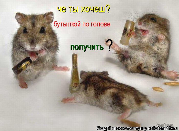 че ты хочеш? бутылкой по голове получить ?... Котоматрица: че ты хочеш? бутылкой по голове получить ?