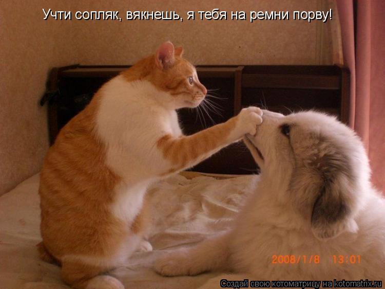 Учти сопляк, вякнешь, я тебя на ремни порву!... Котоматрица: Учти сопляк, вякнешь, я тебя на ремни порву!