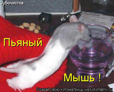 Зубочистка Пьяный Мышь !... Котоматрица: Зубочистка Пьяный Мышь !