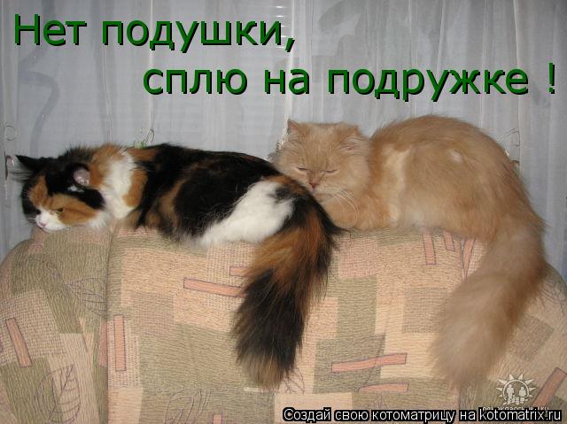 Нет подушки, сплю на подружке !... Котоматрица: Нет подушки, сплю на подружке !