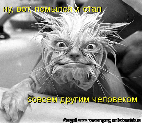 ну, вот, помылся и стал совсем другим человеком... Котоматрица: ну, вот, помылся и стал совсем другим человеком