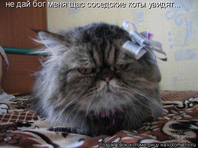 не дай бог меня щас соседские коты увидят ...... Котоматрица: не дай бог меня щас соседские коты увидят ...