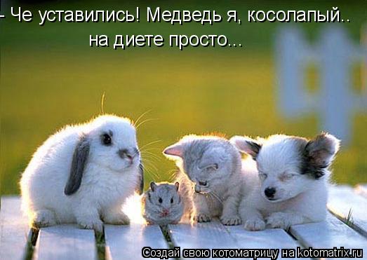 на диете просто... - Че уставились! Медведь я, косолапый..... Котоматрица: на диете просто... - Че уставились! Медведь я, косолапый..