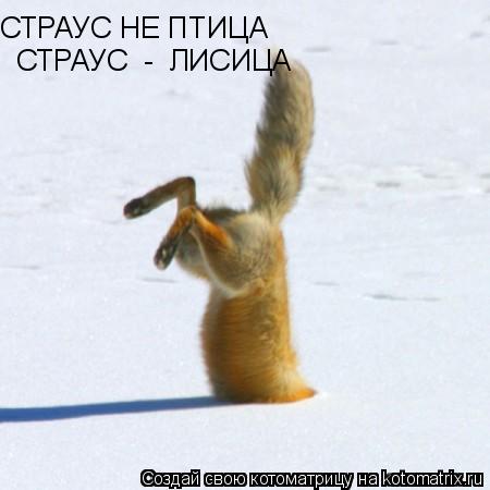 СТРАУС НЕ ПТИЦА СТРАУС - ЛИСИЦА... Котоматрица: СТРАУС НЕ ПТИЦА СТРАУС - ЛИСИЦА