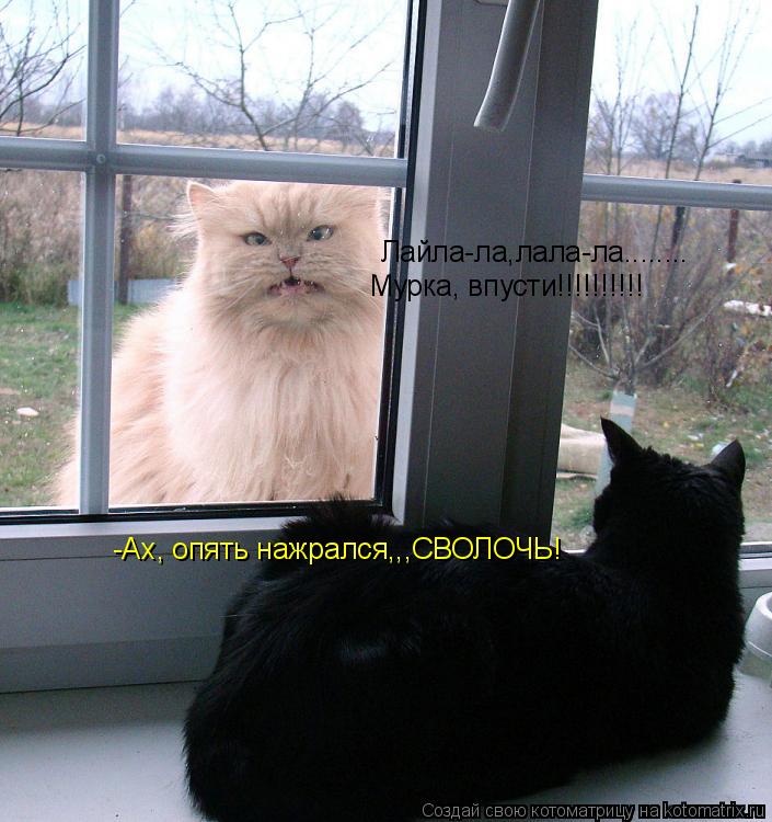 Лайла-ла,лала-ла........ Мурка, впусти!!!!!!!!!! -Ах, опять нажрался,,,СВОЛОЧЬ!... Котоматрица: Лайла-ла,лала-ла........ Мурка, впусти!!!!!!!!!! -Ах, опять нажрался,,,СВОЛОЧЬ!