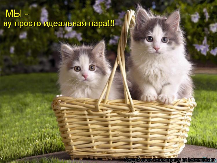 ну просто идеальная пара!!! МЫ -... Котоматрица: ну просто идеальная пара!!! МЫ -