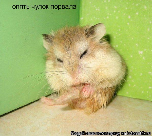 опять чулок порвала... Котоматрица: опять чулок порвала