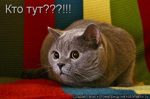 Кто тут???!!!... Котоматрица: Кто тут???!!!