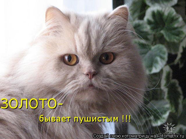 ЗОЛОТО- бывает пушистым !!!... Котоматрица: ЗОЛОТО- бывает пушистым !!!