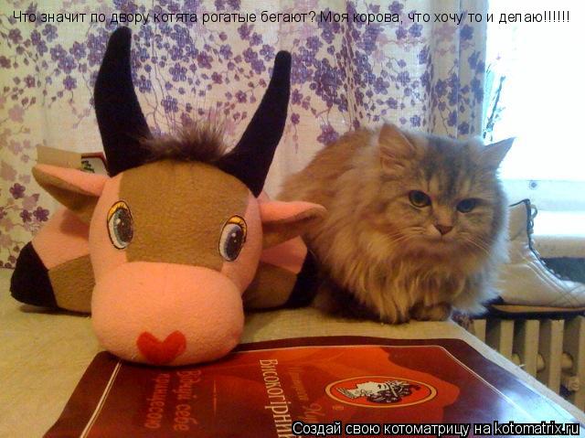 Что значит по двору котята рогатые бегают? Моя корова, что хочу то и делаю!!!!!! Что значит по двору ... Котоматрица: Что значит по двору котята рогатые бегают? Моя корова, что хочу то и делаю!!!!!! Что значит по двору котята рогатые бегают? Моя корова, что хочу