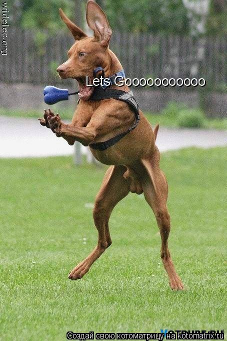 Котоматрица: Lets Gooooooooooo