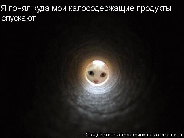 Я понял куда мои калосодержащие продукты спускают... Котоматрица: Я понял куда мои калосодержащие продукты спускают