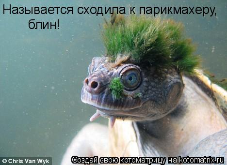 Называется сходила к парикмахеру, блин!... Котоматрица: Называется сходила к парикмахеру, блин!