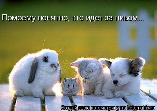 Помоему понятно, кто идет за пивом...... Котоматрица: Помоему понятно, кто идет за пивом...