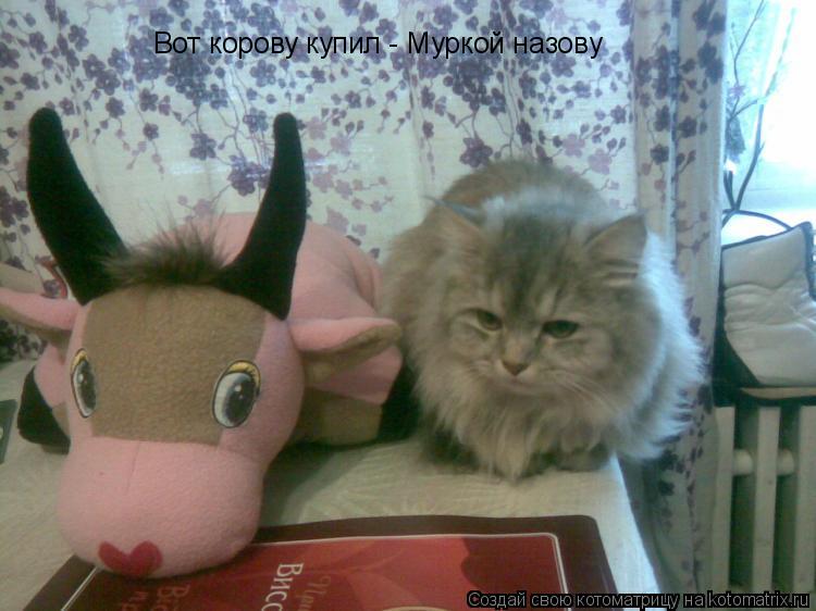 Вот корову купил - Муркой назову... Котоматрица: Вот корову купил - Муркой назову