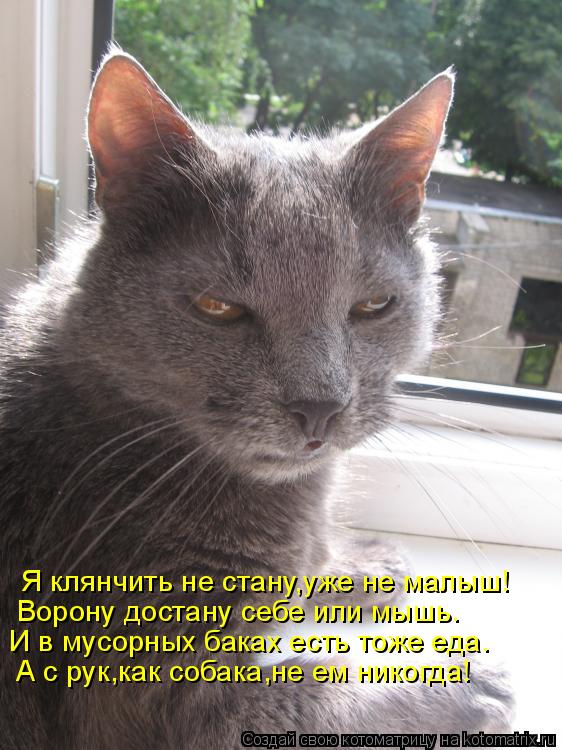 Я клянчить не стану,уже не малыш! Ворону достану себе или мышь. И в мусорных баках есть тоже еда. А с... Котоматрица: Я клянчить не стану,уже не малыш! Ворону достану себе или мышь. И в мусорных баках есть тоже еда. А с рук,как собака,не ем никогда!