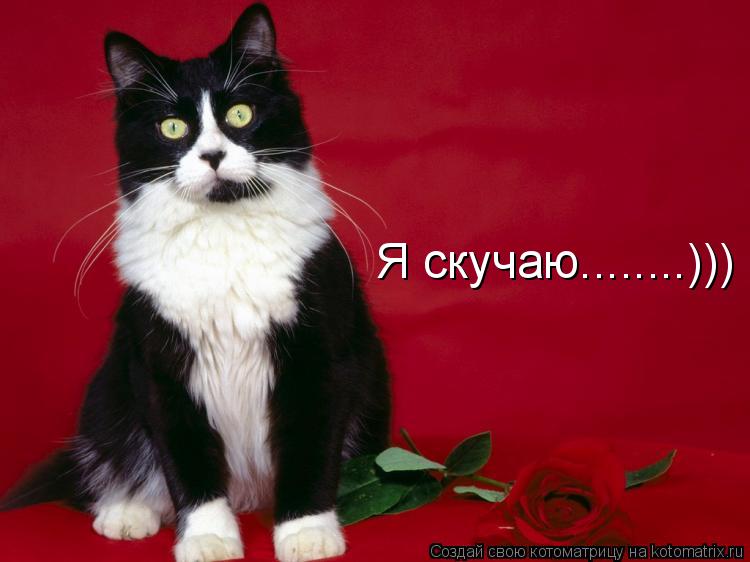 Я скучаю........)))... Котоматрица: Я скучаю........)))