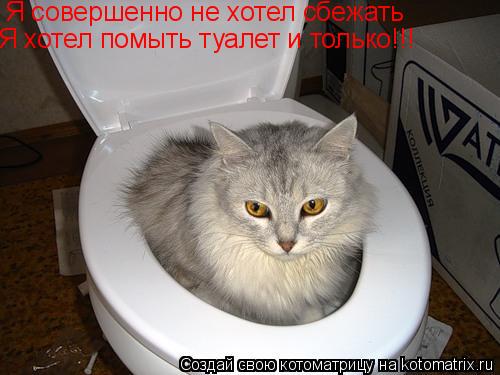 Я совершенно не хотел сбежать Я хотел помыть туалет и только!!!... Котоматрица: Я совершенно не хотел сбежать Я хотел помыть туалет и только!!!