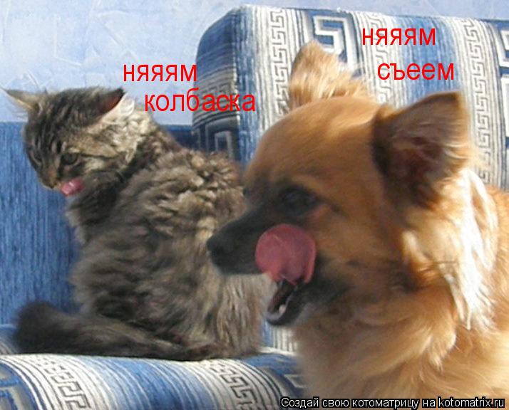 няяям колбаска няяям съеем... Котоматрица: няяям колбаска няяям съеем