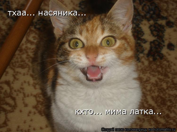 тхаа... насяника... кхто... мима латка...... Котоматрица: тхаа... насяника... кхто... мима латка...
