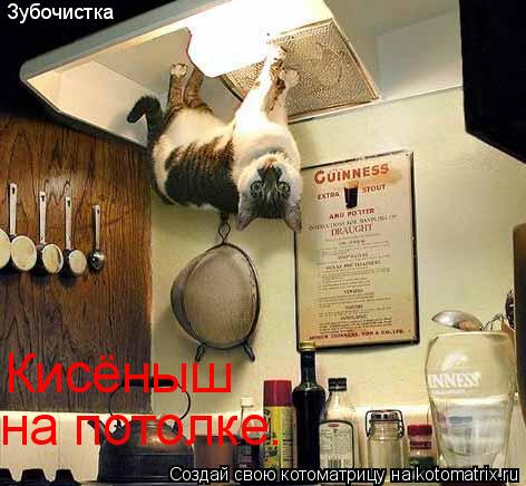 Зубочистка Кисёныш на потолке.... Котоматрица: Зубочистка Кисёныш на потолке.