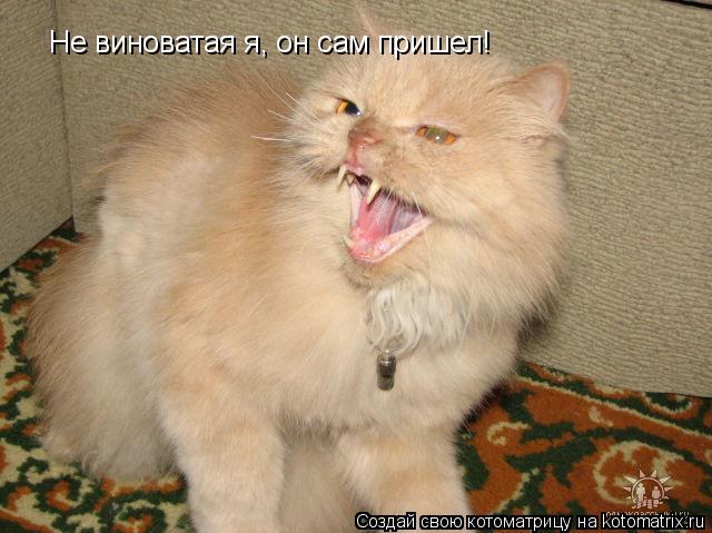 Не виноватая я, он сам пришел!... Котоматрица: Не виноватая я, он сам пришел!
