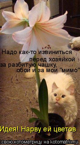 Надо как-то извиниться перед хозяйкой за разбитую чашку, обои и за мои "мимо" Идея! Нарву ей цветов... Котоматрица: Надо как-то извиниться перед хозяйкой за разбитую чашку, обои и за мои "мимо" Идея! Нарву ей цветов