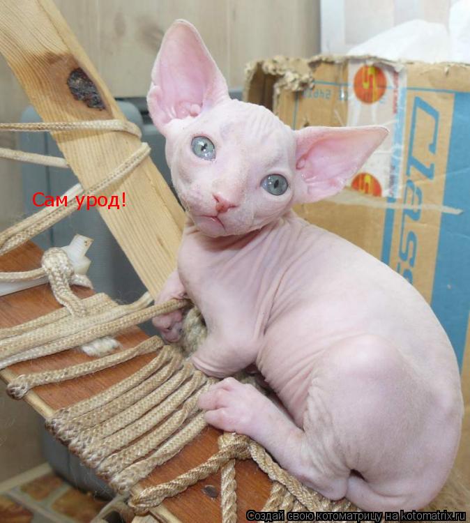 Сам урод!... Котоматрица: Сам урод!