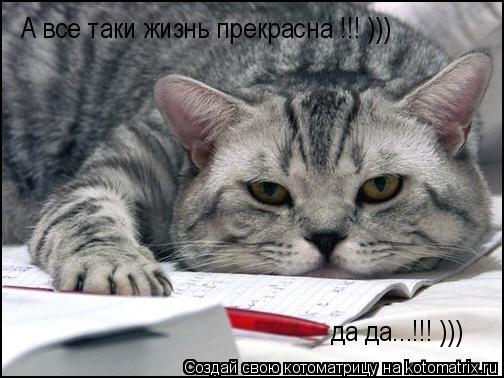 А все таки жизнь прекрасна !!! ))) да да...!!! )))... Котоматрица: А все таки жизнь прекрасна !!! ))) да да...!!! )))