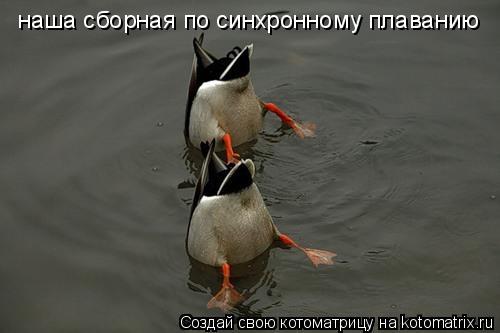 наша сборная по синхронному плаванию наша сборная по синхронному плаванию... Котоматрица: наша сборная по синхронному плаванию наша сборная по синхронному плаванию