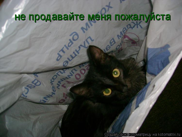 не продавайте меня пожалуйста... Котоматрица: не продавайте меня пожалуйста