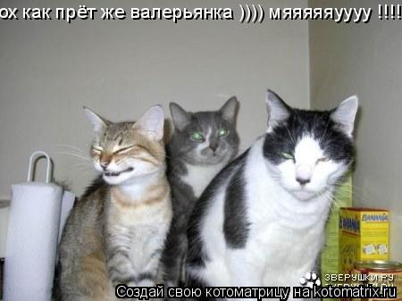 ох как прёт же валерьянка )))) мяяяяяуууу !!!!... Котоматрица: ох как прёт же валерьянка )))) мяяяяяуууу !!!!