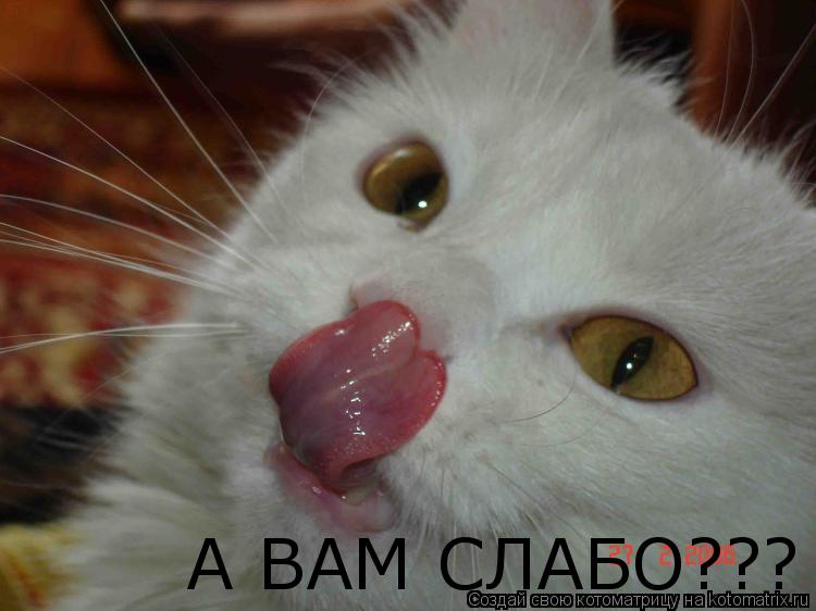 А ВАМ СЛАБО???... Котоматрица: А ВАМ СЛАБО???